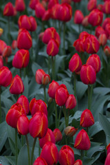 Fototapeta premium Flowers red tulips flowering on background of flowers yellow tulips in tulips field