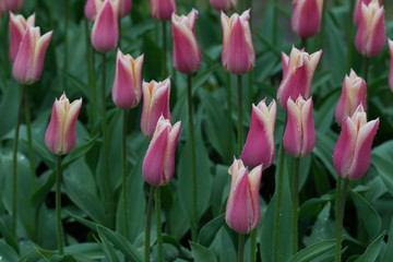 Flowers red tulips flowering on background of flowers yellow tulips in tulips field