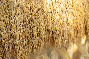 Dry rice grains in the background Before entering the golden rice grain sorting machine