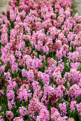 Obraz premium Culture de jacinthe, Pointe de la Torche, Finistère, Bretagne 