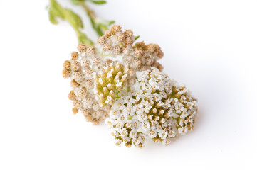 Common Yarrow (Achillea millefolium) flowering plant isolated against white background