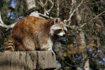 View of full body male common raccoon