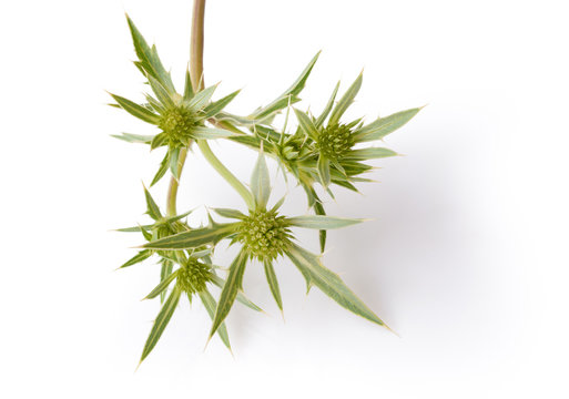 Eryngium planum Blue Sea Holly. Close-up view on white background