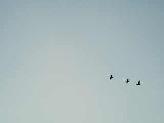 birds flying in sky