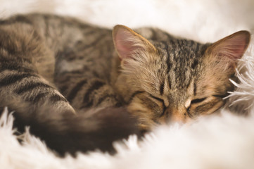 Cute portrait of a lazy sleeping striped beautiful cat. Young furry cat enjoy lying on the couch, sleeping with paws in a white fluffy blanket