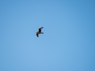 seagull flying in the blue sky