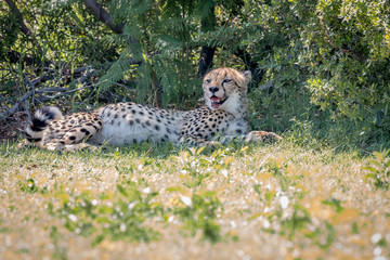 Fototapeta na wymiar A Cheetah laying in the grass.