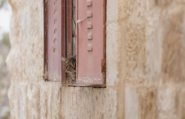a cat hiding behind window, looking at camera