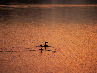 birds swimming in water
