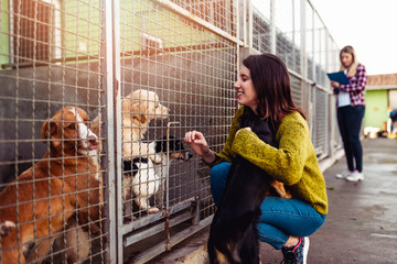 Young woman with worker choosing which dog to adopt from a shelter. - obrazy, fototapety, plakaty