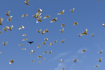Unique, defying the odds, crow amongst cockatoos, confidence, power