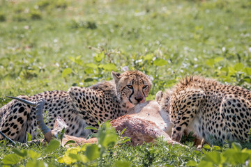 Fototapeta na wymiar Cheetah feeding on an Impala kill.