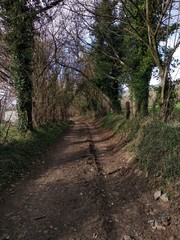 Camino bajo arboleda