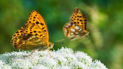 Butterfly feeding detail. Wing underside. Silver-washed fritillary. Argynnis paphia. Orange butterflies on white ground elder flower close-up. Summer. Natural blurry green background. Selective focus.
