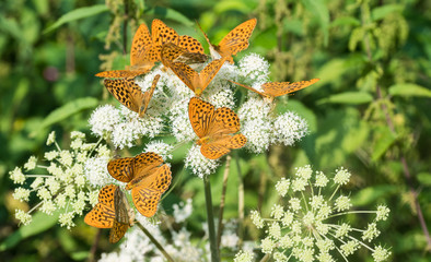 Silver-washed fritillaries group. Argynnis paphia. Ground elder flower. Aaegopodium podagraria....