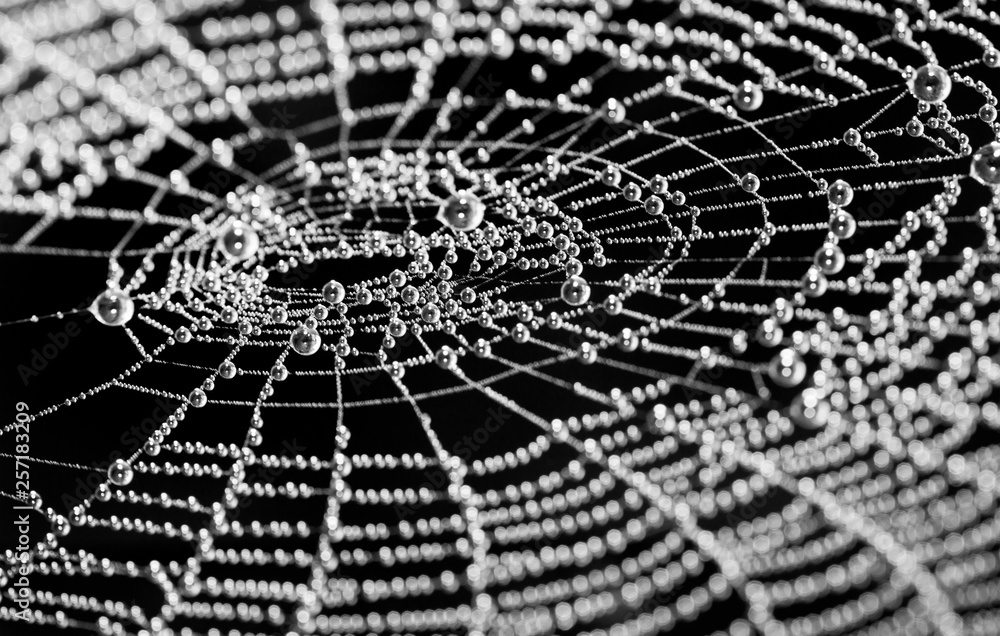 Sticker artistic spider web. glittery dew drops in black and white. bokeh. abstract wet cobweb with silver p