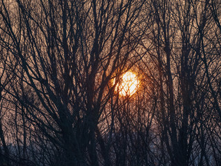 sunrise through branches