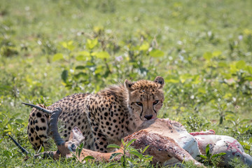 Cheetah feeding on an Impala kill.
