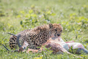 Cheetah feeding on an Impala kill.