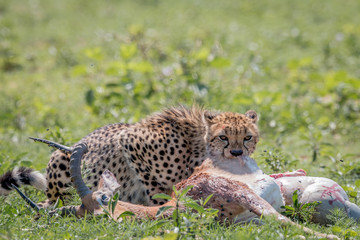 Cheetah feeding on an Impala kill.