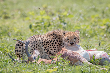 Cheetah feeding on an Impala kill.