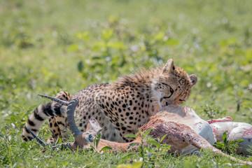 Naklejka na ściany i meble Cheetah feeding on an Impala kill.