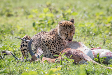 Cheetah feeding on an Impala kill.