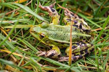 Green frog sitting in the grass
