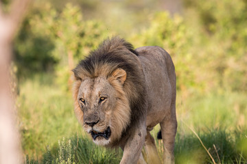 Big male Lion walking towards the camera.