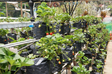 Strawberry fruits in the strawberry farm. Planted uses a multi-storey shelf to save space. Watered by using drops of water from the small polyvinyl pipes. 