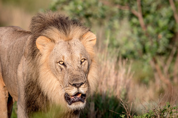 Big male Lion walking towards the camera.