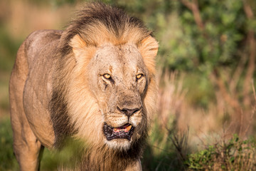 Big male Lion walking towards the camera.