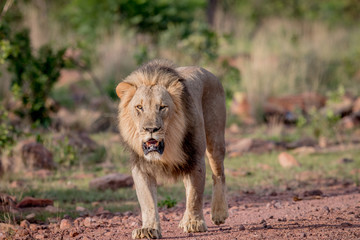 Big male Lion walking towards the camera.