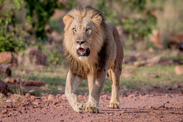 Big male Lion walking towards the camera.