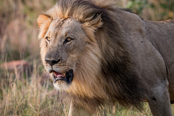 Big male Lion walking towards the camera.