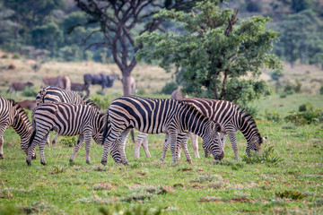 Fototapeta na wymiar Herd of Zebras on a grass plain.