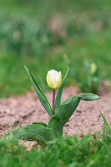 Obraz premium Lemon Tulip Close up