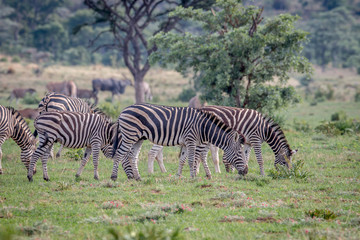 Fototapeta na wymiar Herd of Zebras on a grass plain.