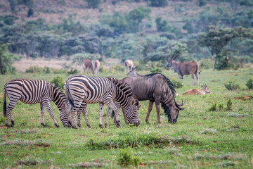 Fototapeta premium Zebras, Blue wildebeests, Elands on a grass plain.
