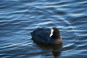 Coot 1