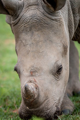 Close up of a baby White rhino.
