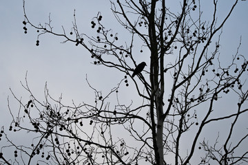 crow silhouette tree 2
