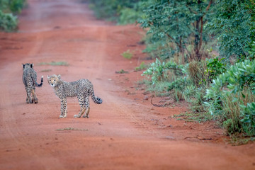 Baby Cheetah standing in the road.