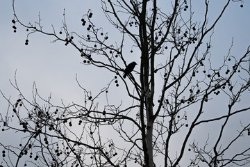 crow silhouette tree