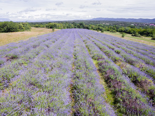 Naklejka na ściany i meble Aerial view of lavender field in full blooming season in diagonal rows
