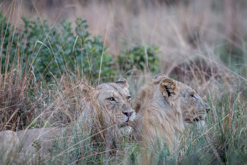 Two Lions standing in the high grass and looking.