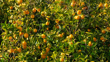 full orange tree