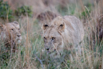 Fototapeta na wymiar Young male Lion walking in the high grass.