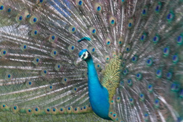 Obraz premium wild , tiere , wald 