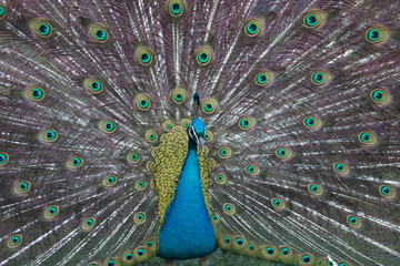 Fototapeta premium wild , tiere , wald 